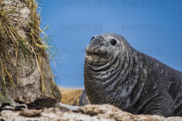 Southern elephant seal (Mirounga leonina)