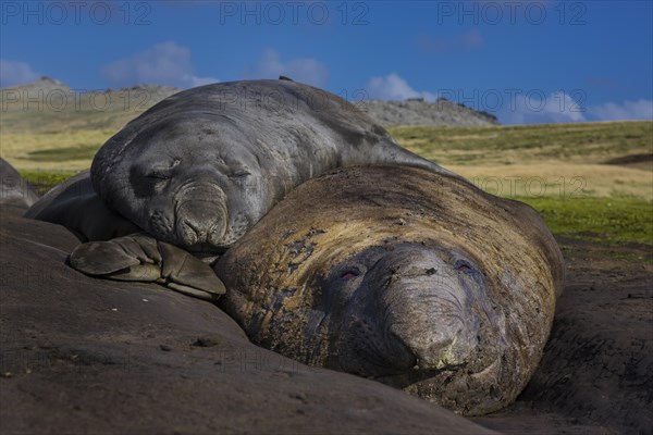 Southern elephant seals (Mirounga leonina)