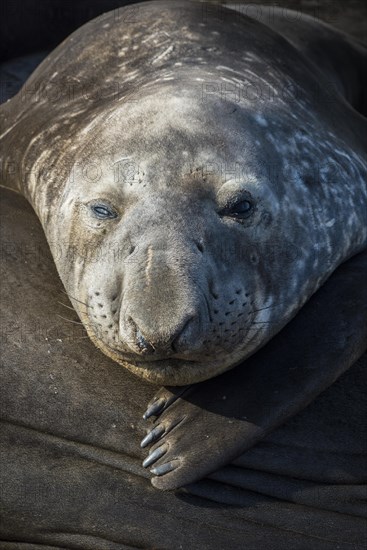 Southern elephant seal (Mirounga leonina)