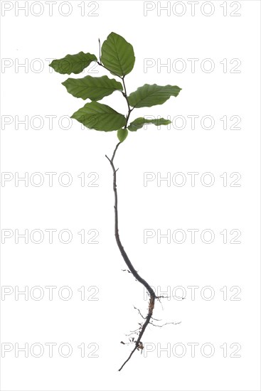 Oriental beech (Fagus orientalis)