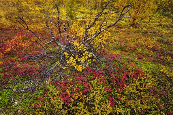 Autumnally discolored vegetation