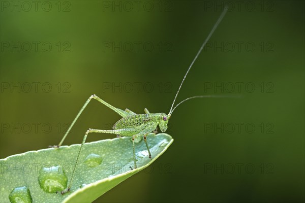 Speckled bush-cricket (Leptophyes punctatissima) sits on leaf