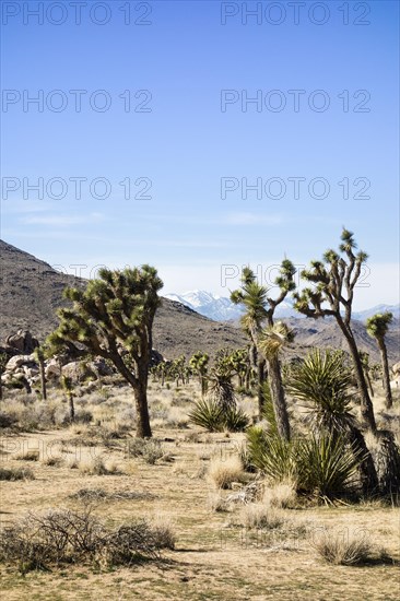 Joshua Trees (Yucca brevifolia) in barren desert landscape