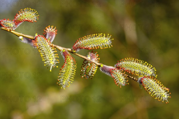 Male flower catkins of Purple willow (Salix purpurea)