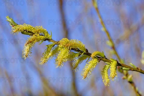 Willow catkin of the White willow (Salix alba)