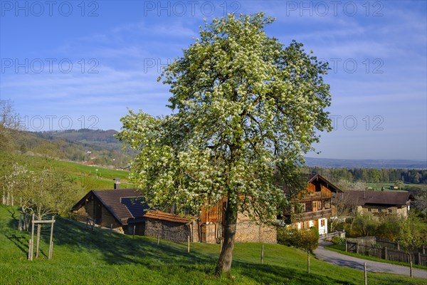 Flowering pear tree in front of a farmhouse