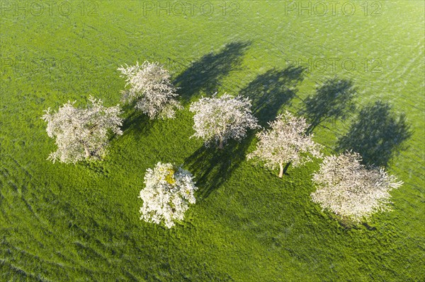 Flowering cherry trees in a meadow