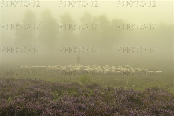 Shepherd with a flock of sheep in the heath at the Thuelsfeld dam at sunrise in the fog