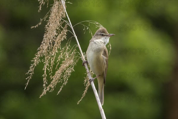 Great Reed Warbler (Acrocephalus arundinaceus ) to reed stem