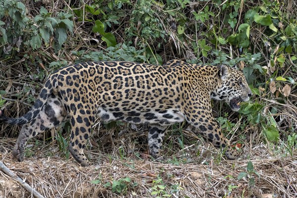 Jaguar (Panthera Onca)