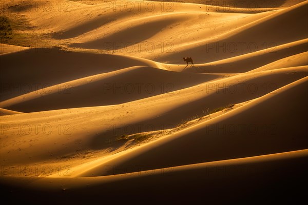 Beautiful light in Khongor sand dunes. Umnugobi province