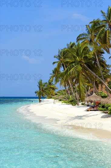 Lagoon and beach with (Cocos nucifera)