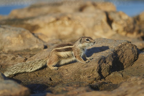 Barbary ground squirrel (Atlantoxerus getulus ) on a rock