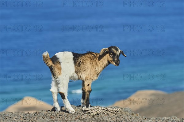 Domestic Goat (Capra aegagrus hircus )