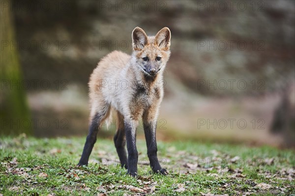 Maned Wolf