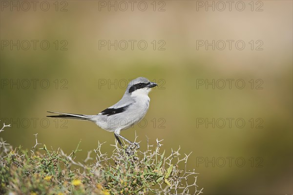 Great grey shrike (Lanius excubitor) sitting on a branch