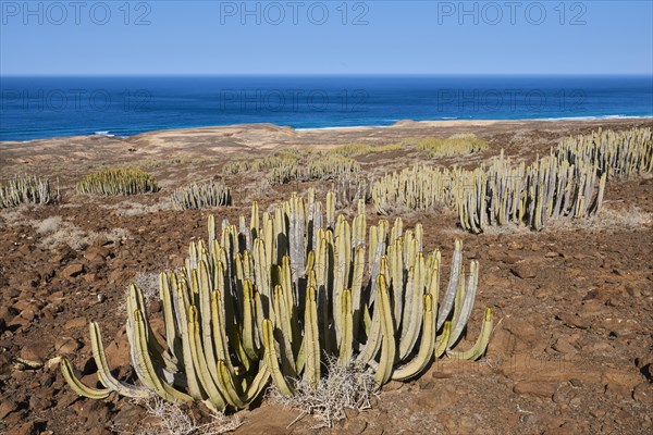 Canary Island spurge (Euphorbia canariensis )