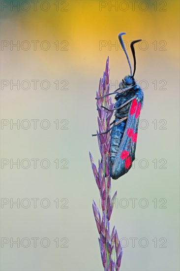 Six-spot burnet (Zygaena filipendulae) sitting on an ear of grass in warm light