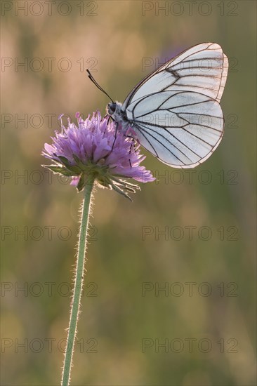 Black-veined white (Aporia crataegi) sits on a flowering plant