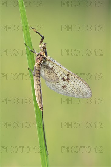 Mayfly (Ephemeroptera) is sitting on a culm