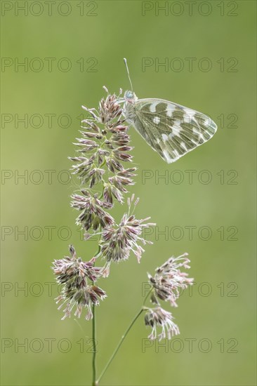 Eastern Bath White (Pontia edusa) sits on grass