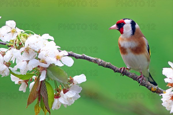 European goldfinch or (Carduelis carduelis) on flowering cherry branch