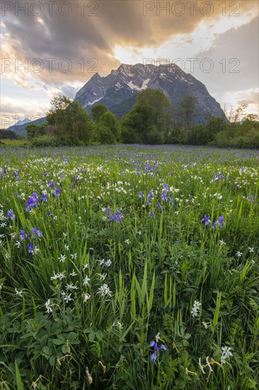 Meadow with white mountain daffodils (Narcissus radiiflorus) and Siberian iris (Iris sibirica)