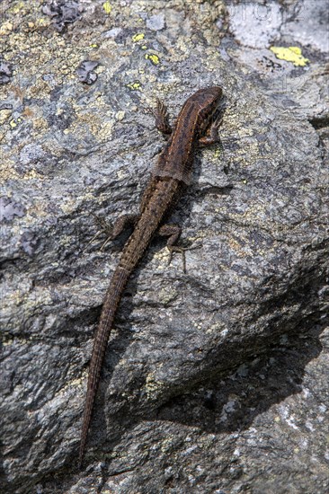 Viviparous lizard (Lacerta vivipara) or