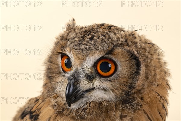 Bengal Eagle Owl