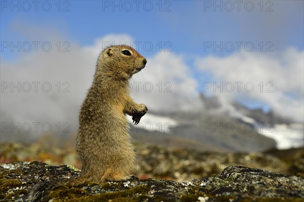 Arctic ground squirrel (Spermophilus parryii)