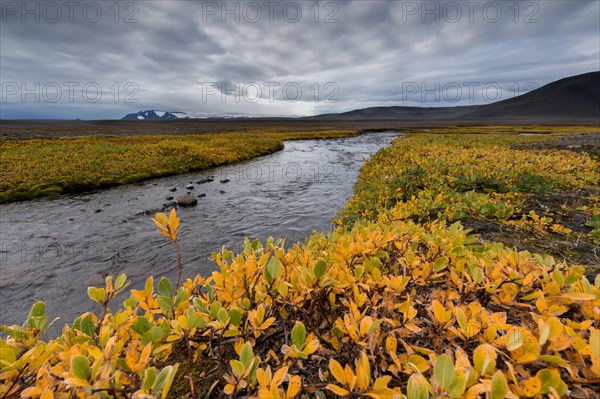 Autumnal colored or (Salix arctica) covers the banks of a stream