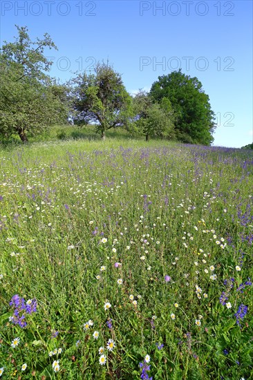 Colourful flowering species-rich meadow in spring