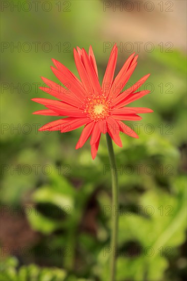 Barberton Daisy (Gerbera) (Gerber daisy jamesonii)