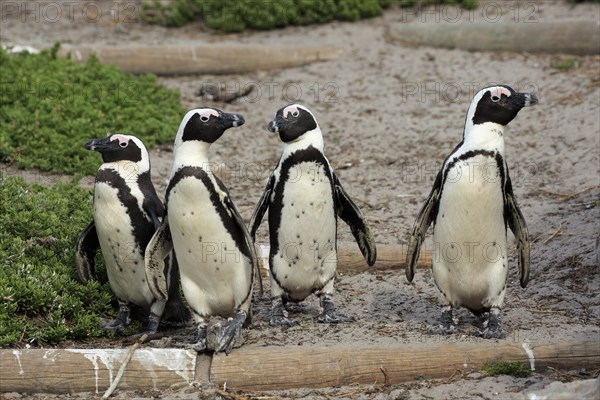 African penguin (Spheniscus demersus)