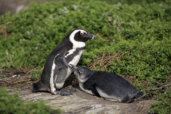 African penguin (Spheniscus demersus)