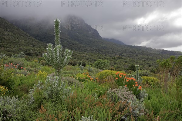 Genuine Silver tree (Leucadendron argenteum)