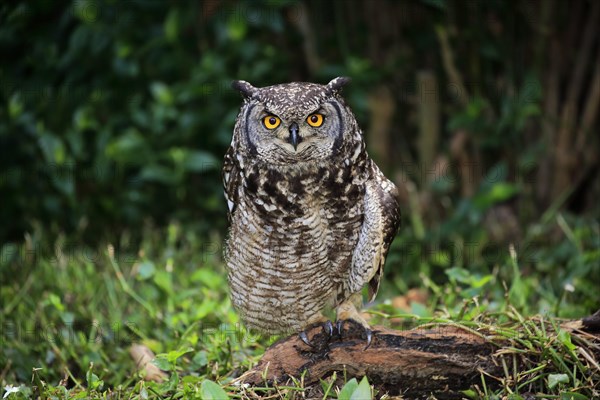 Spotted Eagle-Owl (Bubo africanus)