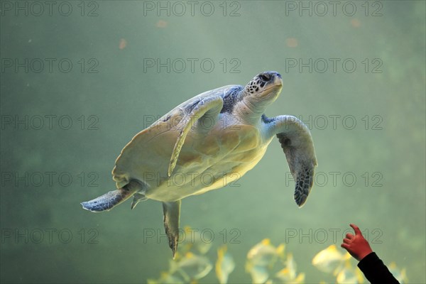 Green turtle (Chelonia mydas)