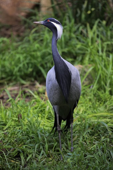 Demoiselle crane (Anthropoides virgo)