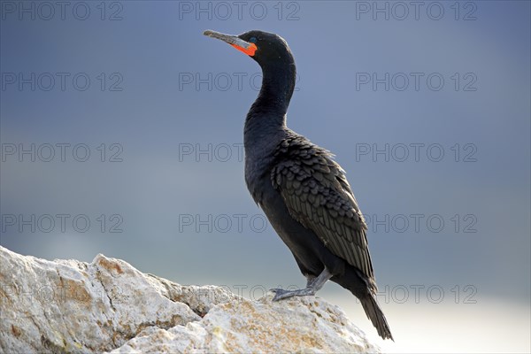 Cape Cormorant