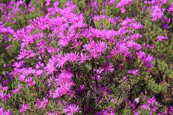 Ice Plant