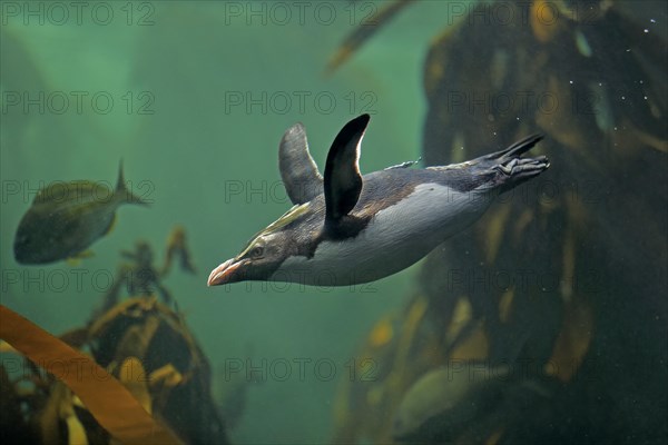 Northern Rockhopper Penguin (Eudyptes chrysocome)