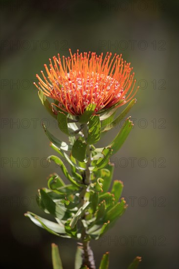 Pincuspid Protea