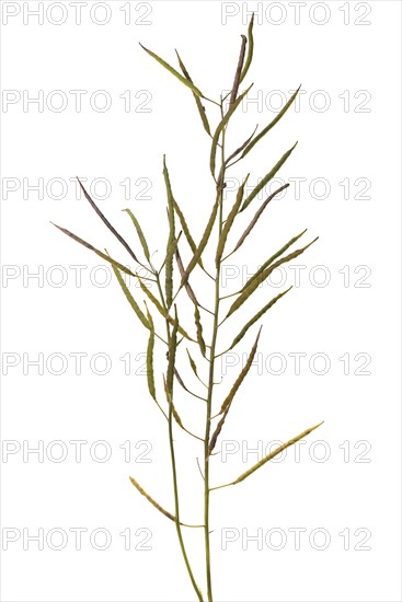 Mature Rapepods (Brassica napus) on white background