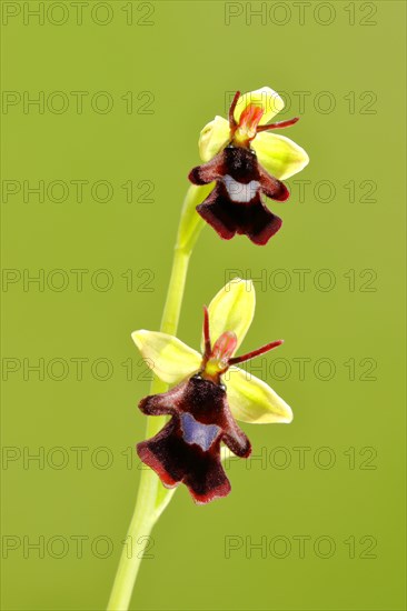 Fly orchid (Ophrys insectifera)