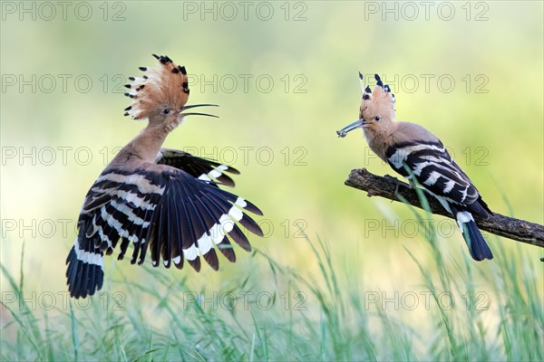 Hoopoe (Upupa epops) flies to the bridal gift handover