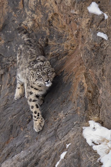 Snow leopard (Panthera uncia) on rock