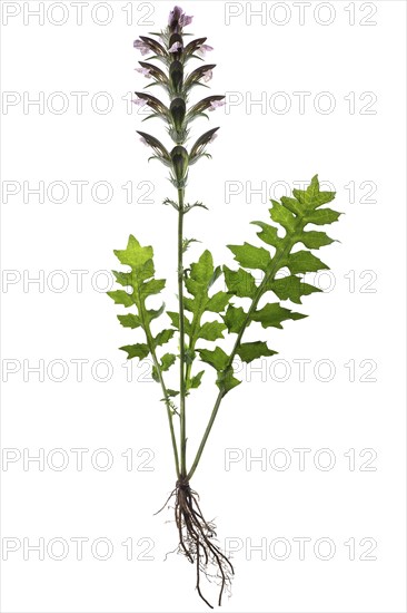 Balkan hogweed (Acanthus hungaricus) on white background