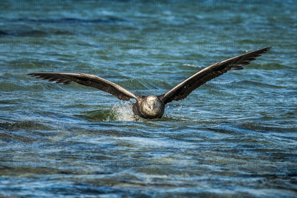 Southern giant petrel (Macronectes giganteus) lands on water