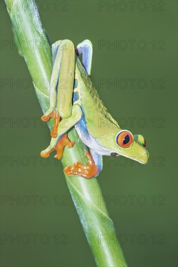 Red-eyed tree frog (Agalychnis callidryas) on green trunk